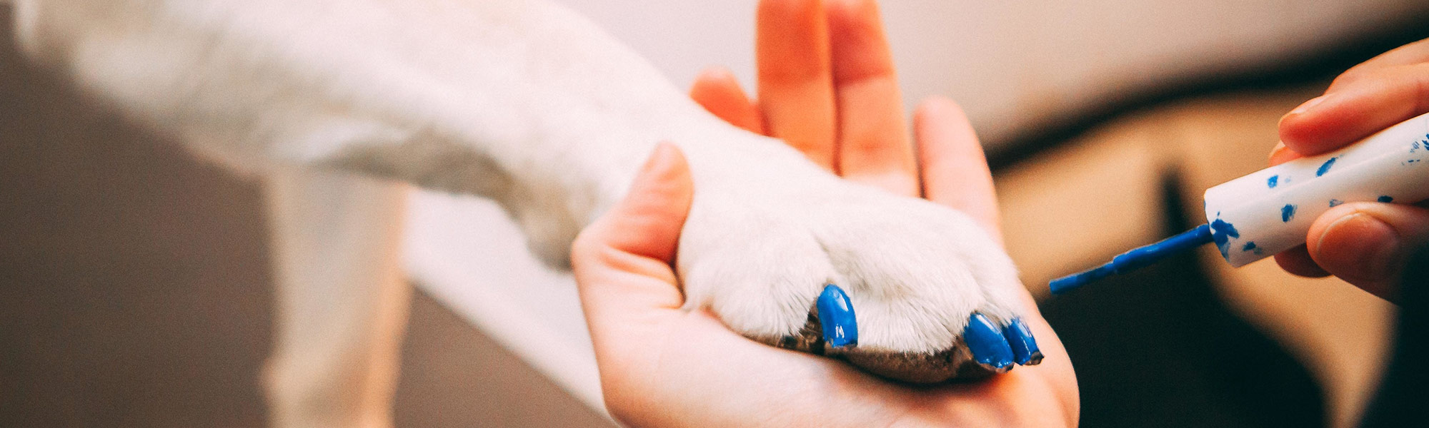 image of groomer painting dog's nails blue